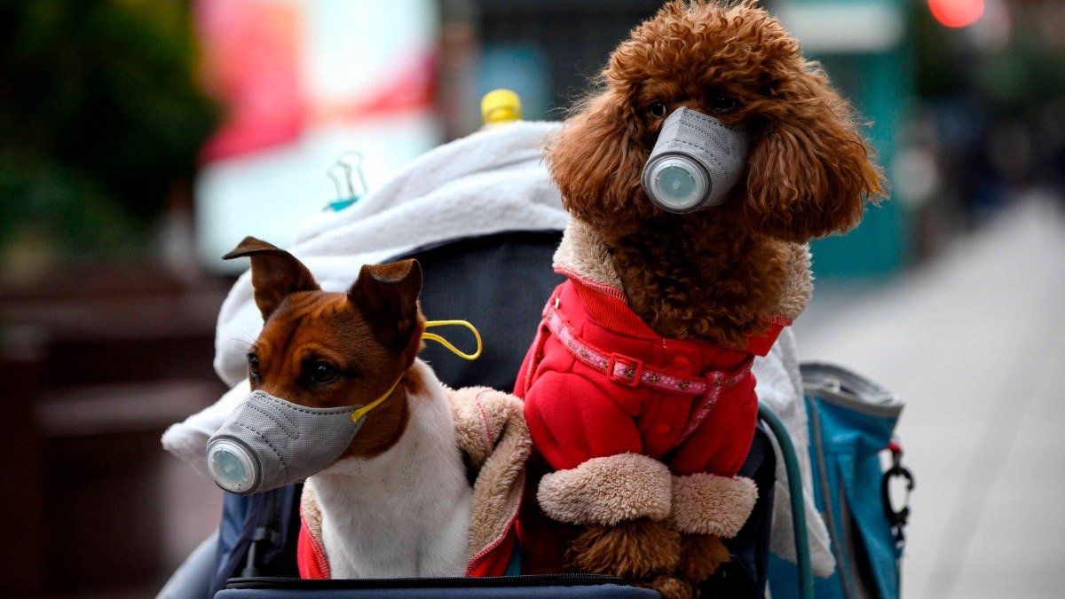 ¿Cómo ayudar a que tu perro no sufra los efectos de la cuarentena?