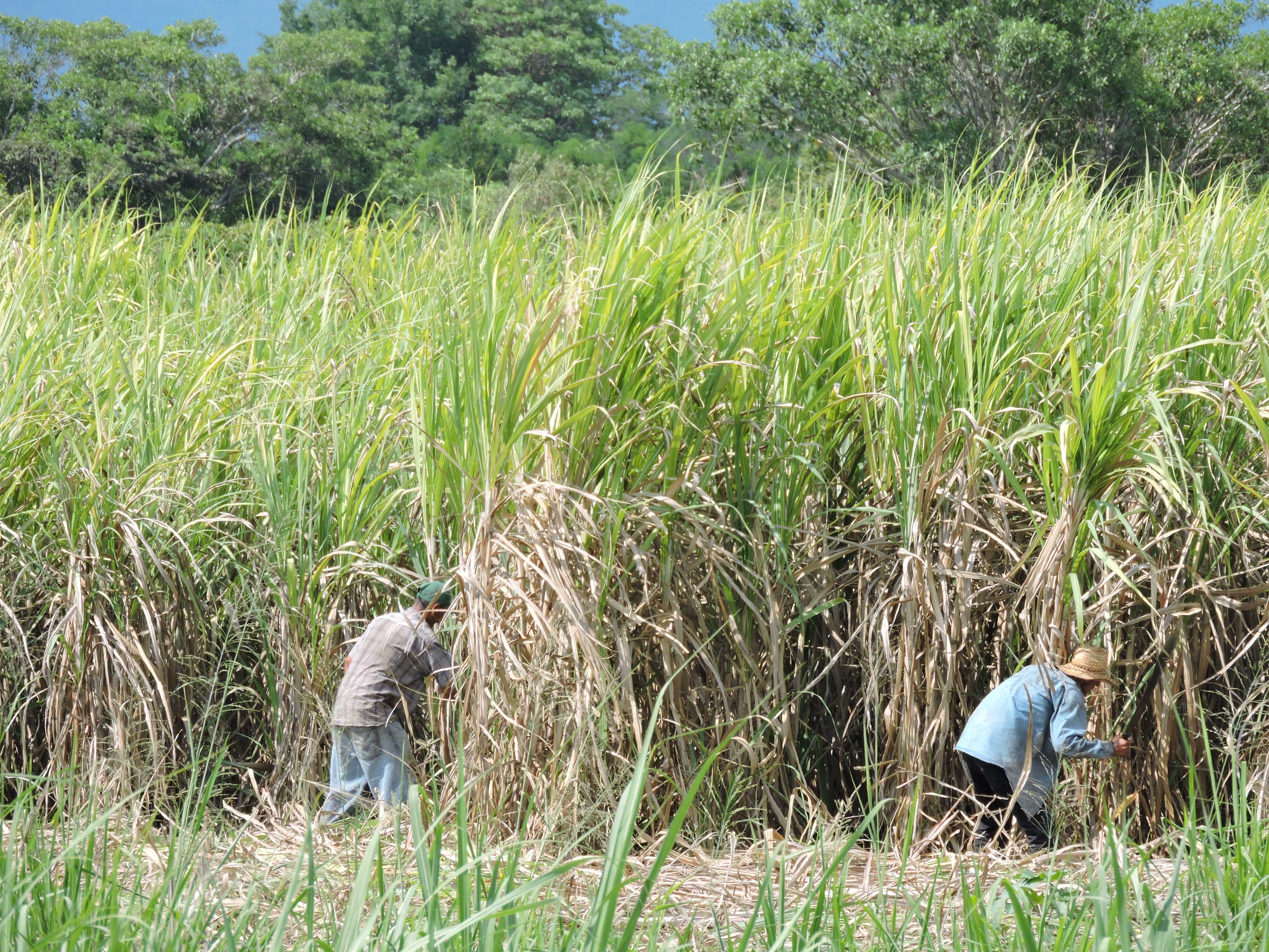 Mejoran variedad de caña de azúcar resistente a enfermedades