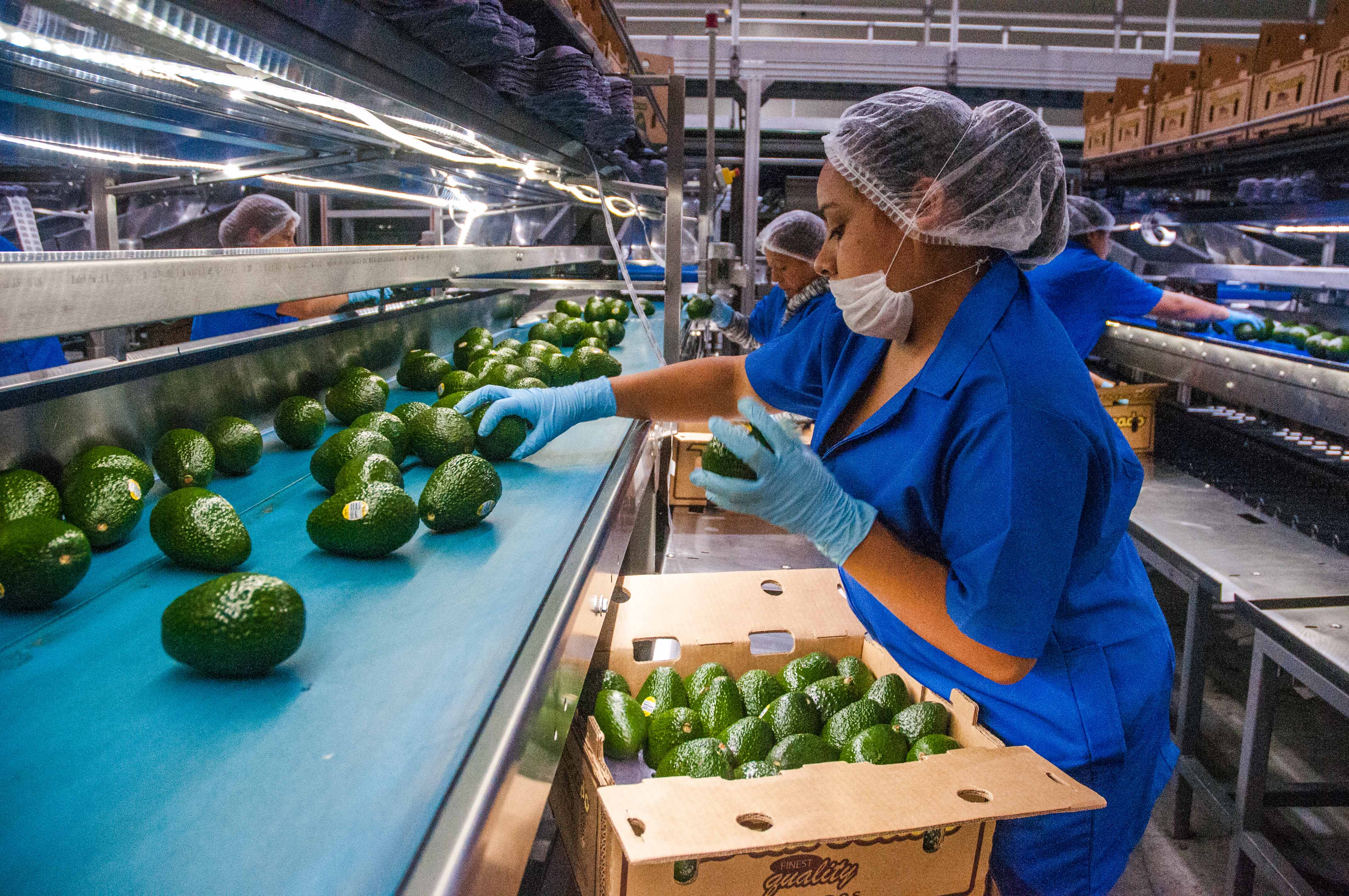 Rompen récord exportaciones de aguacate mexicano