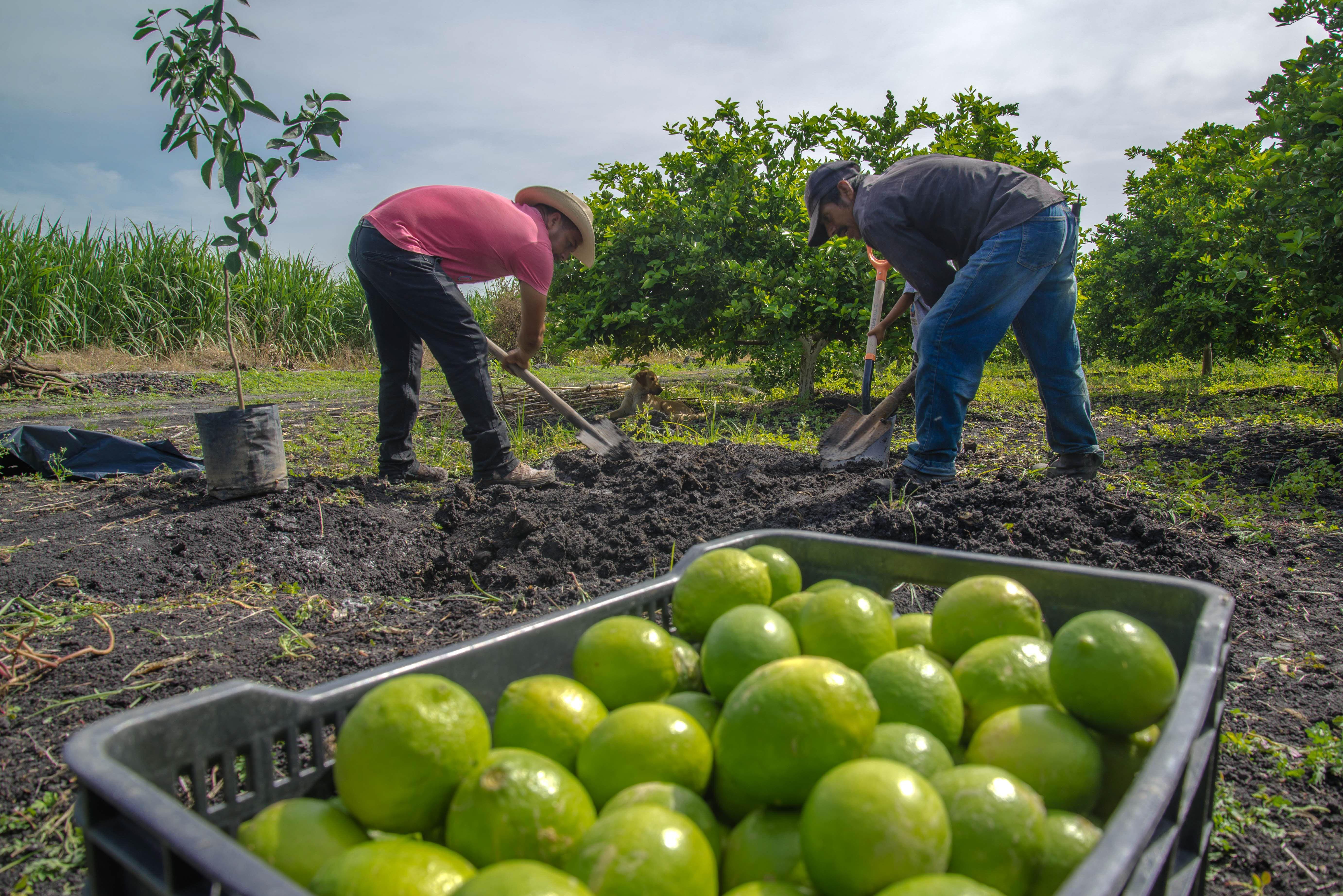 Aumentan exportaciones agroalimentarias y bajan importaciones en febrero 