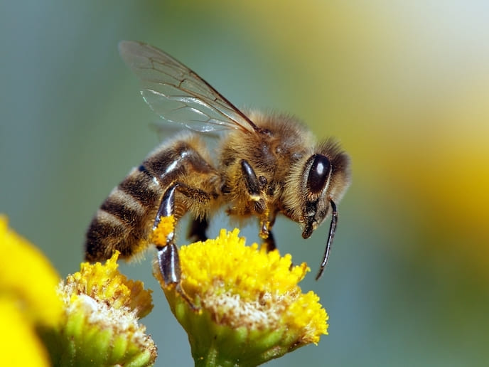 Investigadores de la UAM trabajan en el mejoramiento genético de abejas melíferas