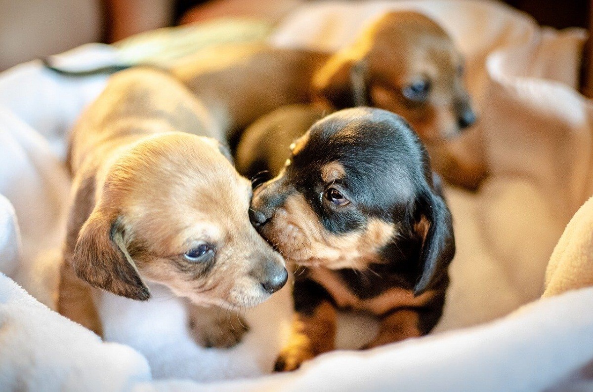 ¿Cómo prevenir las enfermedades de tus cachorros?