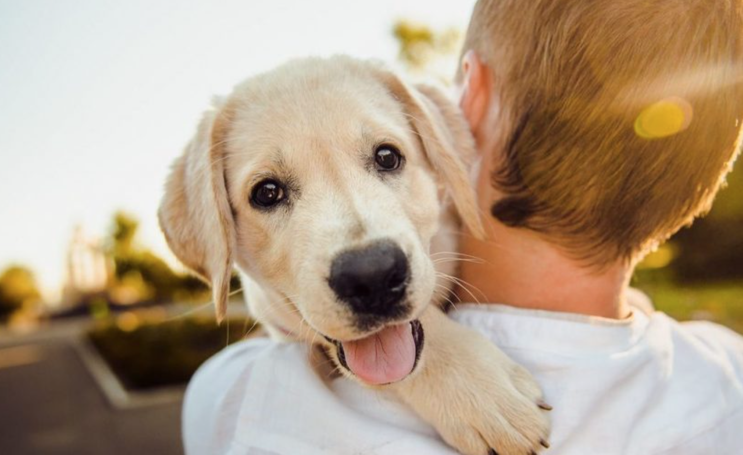 Lanza BBVA primer seguro para mascotas vía digital 