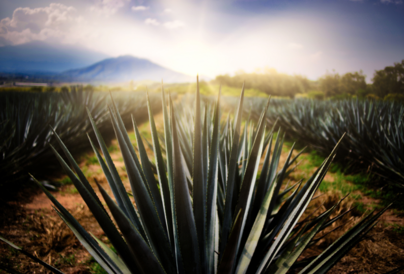 Tequila, primer Destino Turístico Inteligente de México y AL