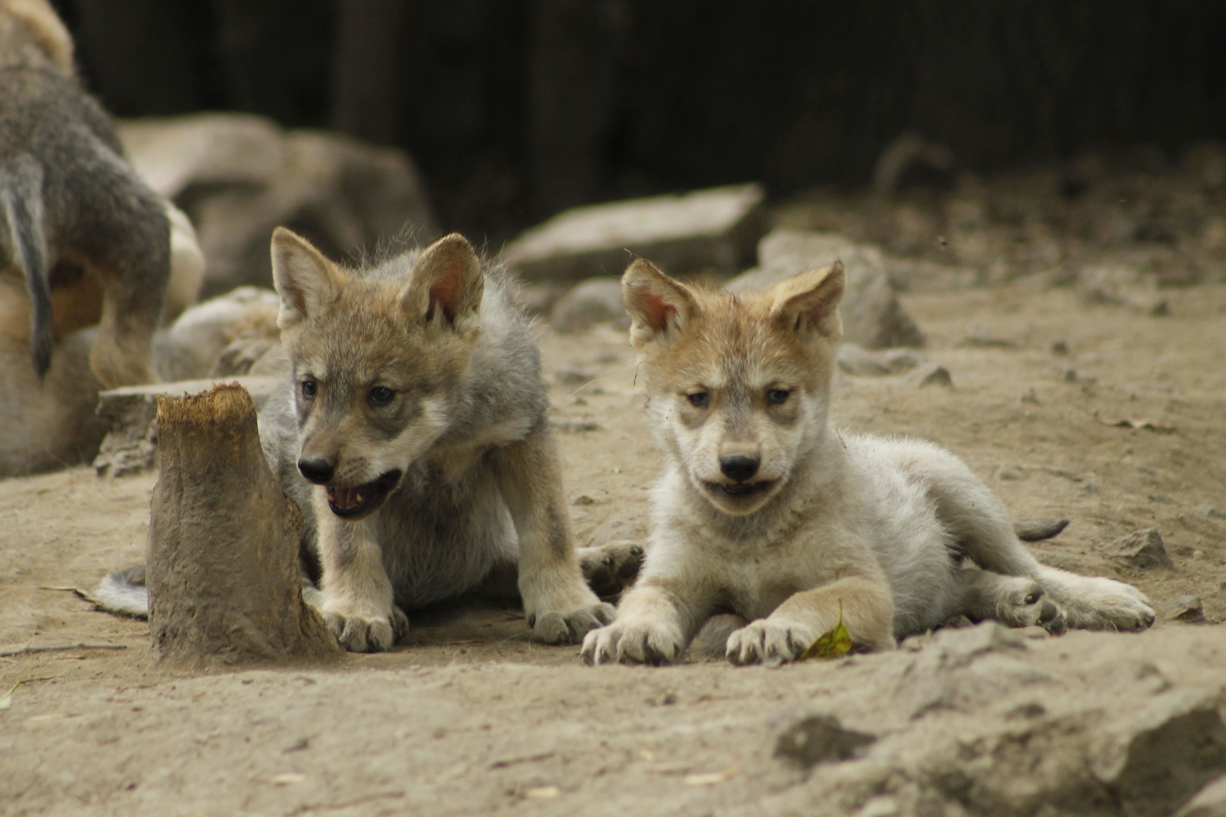 Coppel y Fundación Coppel lanzan campaña para la conservación del lobo mexicano