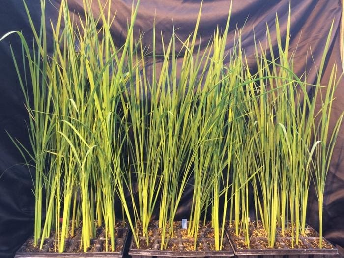 Arroz lunar: el cultivo ideal para bases espaciales