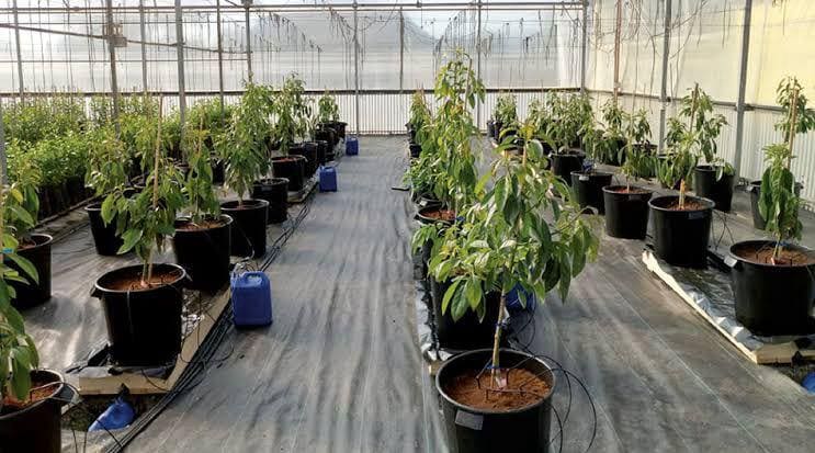 Sembrarán novedosa variedad de oro verde mexicano