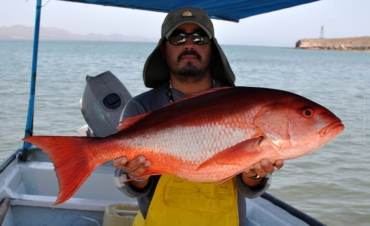 El 84 por ciento de las pesquerías en el país están sobreexplotadas: Comepesca