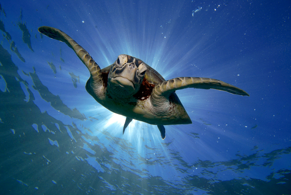 Tortugas ayudarán a medir la temperatura del mar