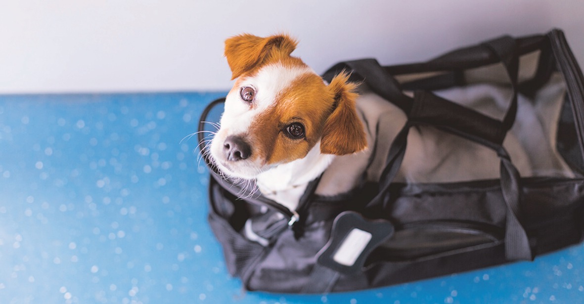 ¿Viajas en avión? Toma nota para volar con tu mascota sin problemas