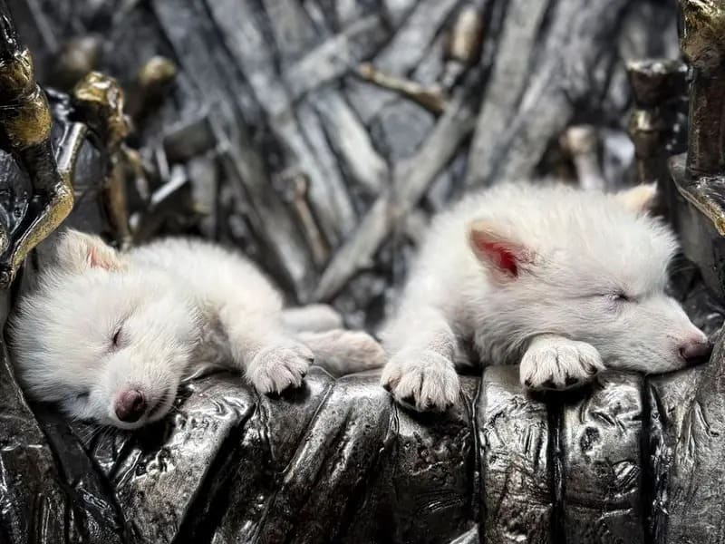 Científicos desmienten a Colossal: no es desextinción, sino lobos grises genéticamente modificados