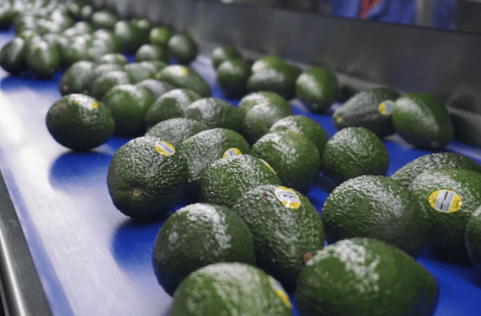 México  podrá exportar aguacate Hass al mercado brasileño