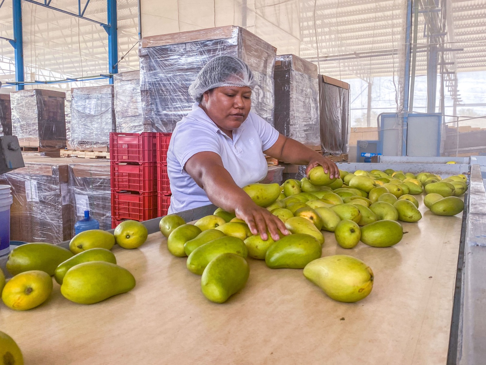 Actividades primarias lideran el crecimiento económico en mayo 2025