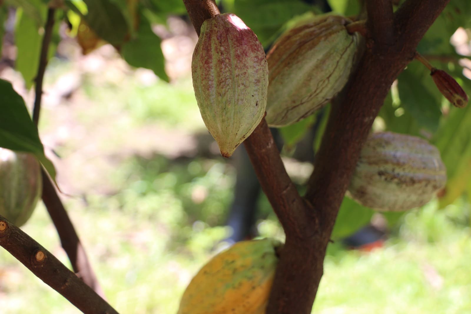 Ferrero por el Campo Fortalece su compromiso en Chiapas