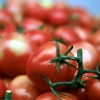 Trump ahora va contra el tomate mexicano: EU alista arancel del 20.91 por ciento