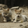 Coppel y Fundación Coppel lanzan campaña para la conservación del lobo mexicano