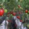 Prácticas agrícolas sostenibles, protegen recursos naturales y mitigan impactos negativos