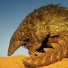 El Pangolín, otra especie en peligro de extinción