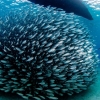 Pesca en pequeña escala proporciona al menos el 31 por ciento de la captura marina global