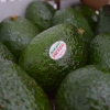 México: el único país del mundo que produce  aguacate todos los días del año   