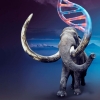 Proyecto interdisciplinario revela la historia de nuevo linaje de mamut mexicano