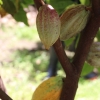 Ferrero por el Campo Fortalece su compromiso en Chiapas